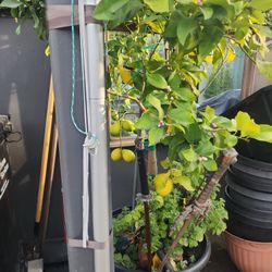 Eureka Lemon (TAKING OFFERS)