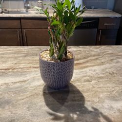 Lucky Bamboo
