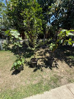 Higo, apricot, avocado trees