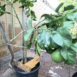 Pomelo