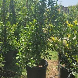 Indian Laurel 