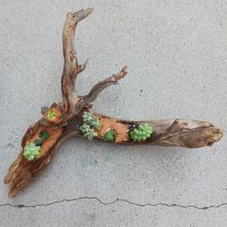 Suculentas en Tronco De Arbol
