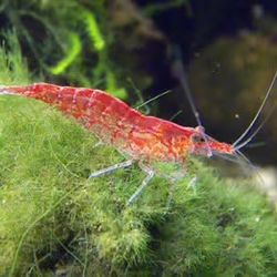Aquarium Shrimp Fish Tank Plants 