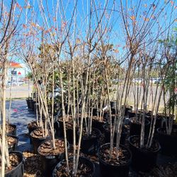 Crape Myrtle Trees 15gallon Different Colors 