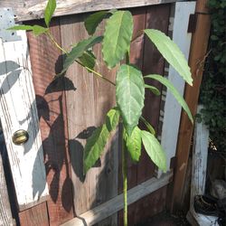 Hass Avocado Tree 4 Ft Tall  Pick up In Azusa