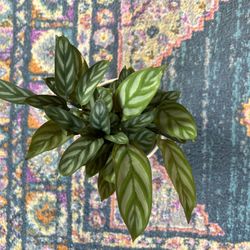 Grey Star Calathea Plant