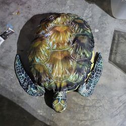 Giant Turtle Plush