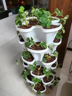 Strawberry Planters