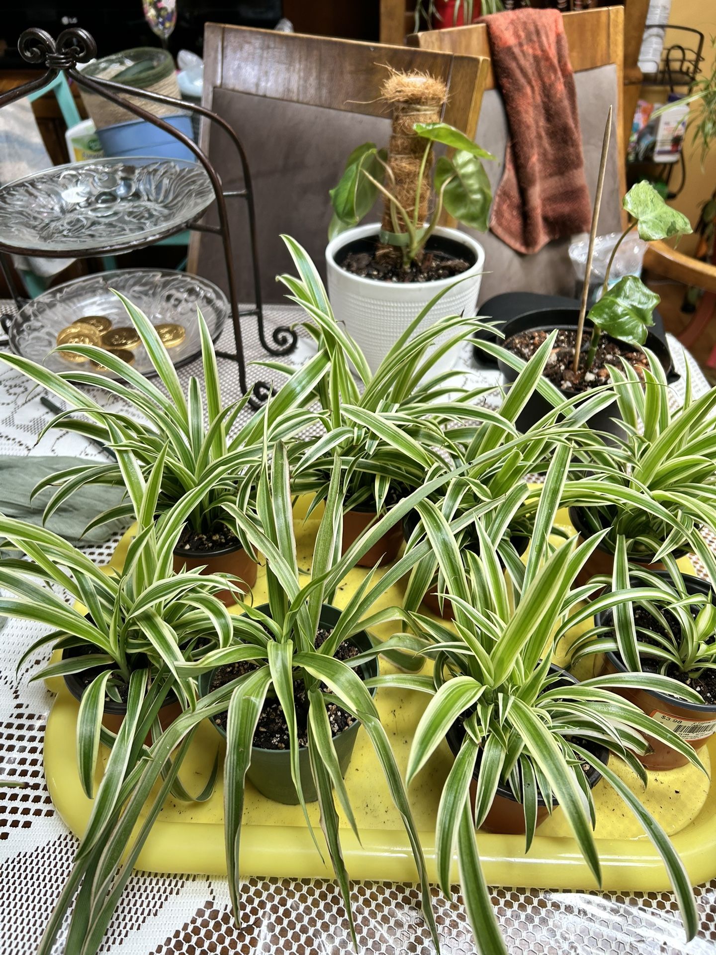 Airplane Spider Plants