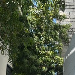 Podocarpus Hedge Trees 