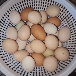 Fresh Fertile Eggs For Incubation/Huevo Frescos Para Pollitos