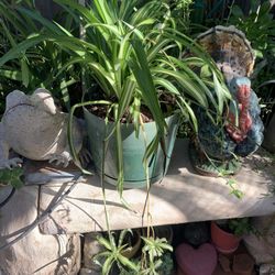 Spider Plants  5 Gallon $20 Each