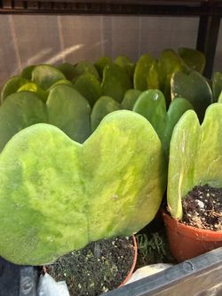 Plants (2”pot💚Hoya Kerii variegated❤️)