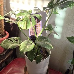 Thai Constellation Monstera