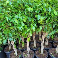 Ficus   Benjamina   Tree
