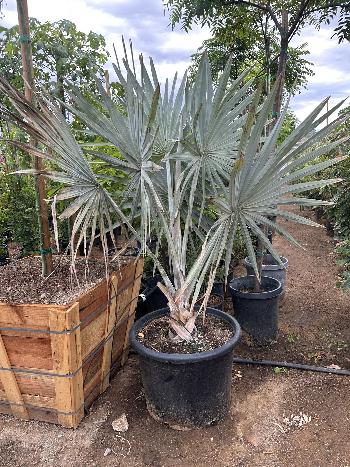 Bismarckia nobilis, silver Bismarck Palm tree 