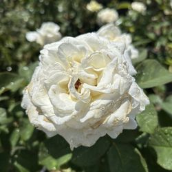 Rosal Blanco / White Rose Plant