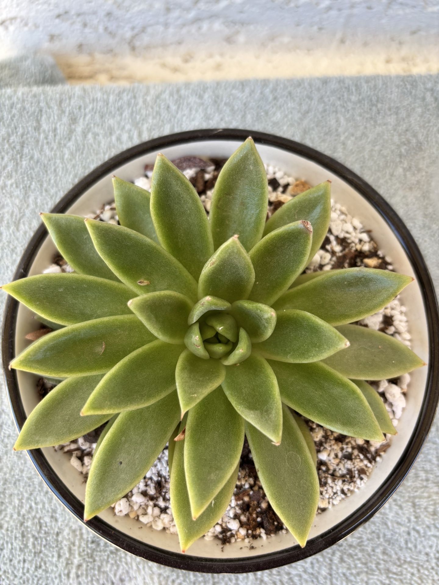 Succulent Plant