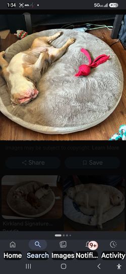 New Xlg dog bed $40 obo