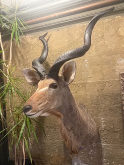 Beautiful Large Greater Kudu Taxidermy Shoulder Mount