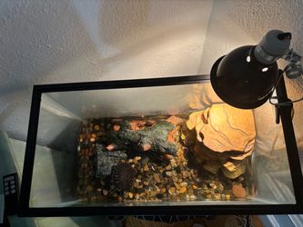 Free turtle