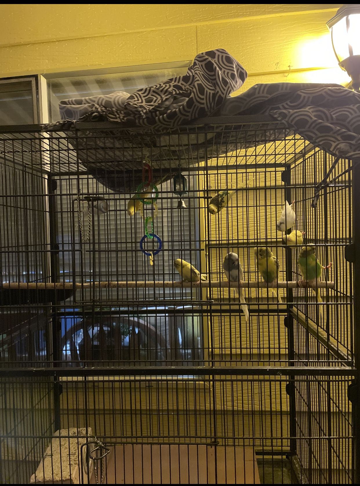 bird cage