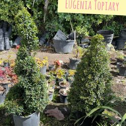 Eugenia Topiary FROM $55