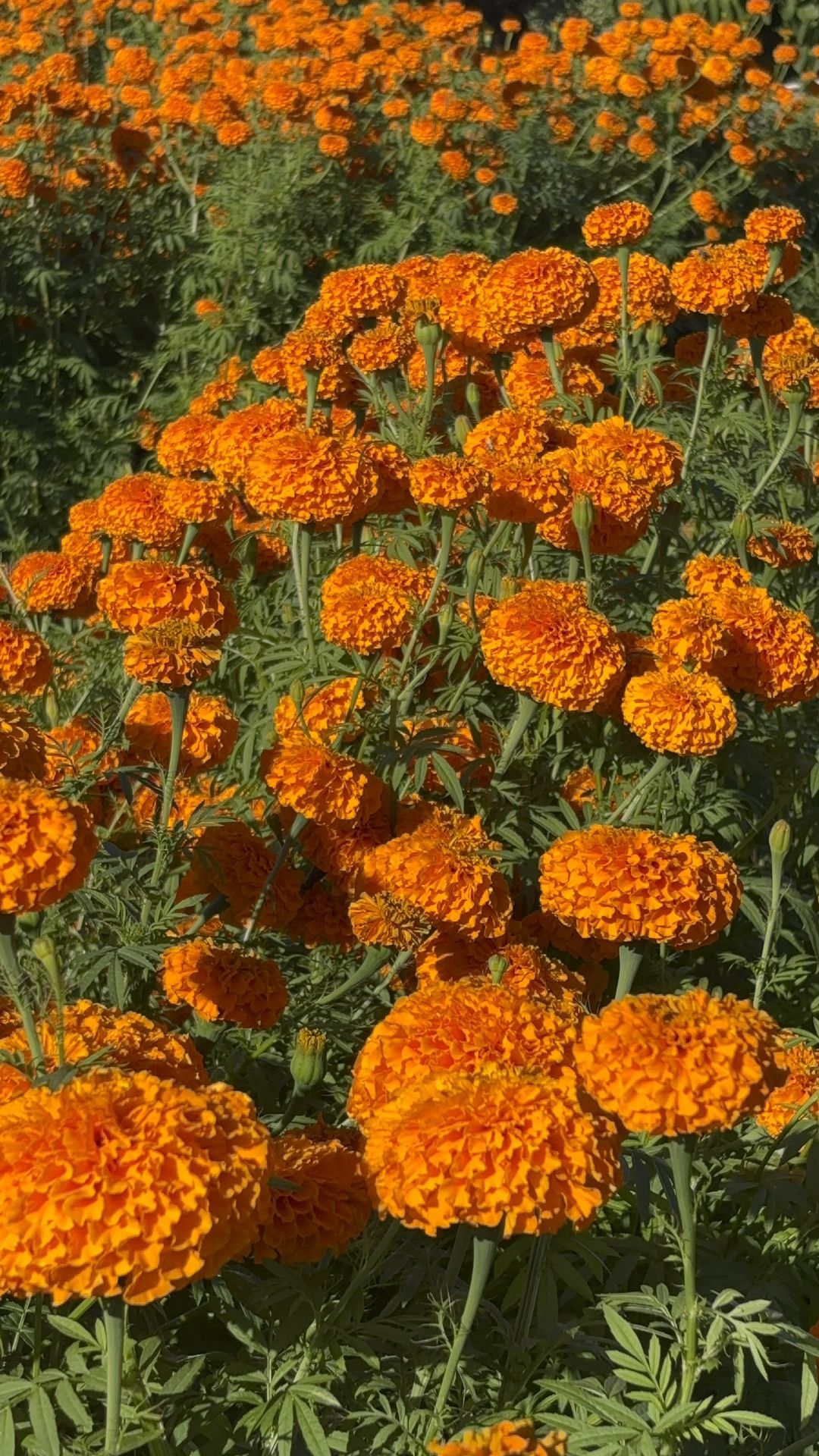 Flor De Cempasúchil , $7 El Bonche O $5 Por Mayoreo después De 11 Bonches