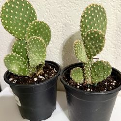 🌵CUTE Bunny Ear Cactus🙏PLS READ DESCRIPTION $5 EACH