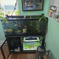 75 Gallon 55 Gallon 25 Gallon 20 Gallon And 10 Gallon Fish Tanks 