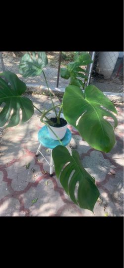 Monstera Deliciosa Live Plant