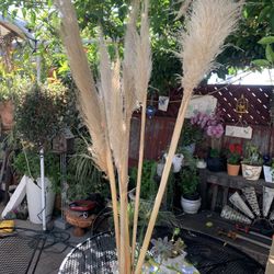 Pampas  For Decorate The House. 6 X $20