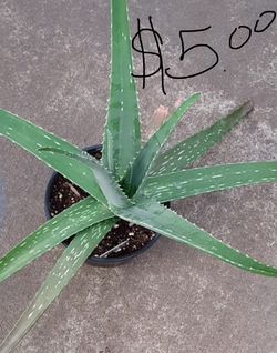 Alevera plant $5 or trade for other plants
