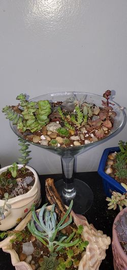 Martini glass succulent garden