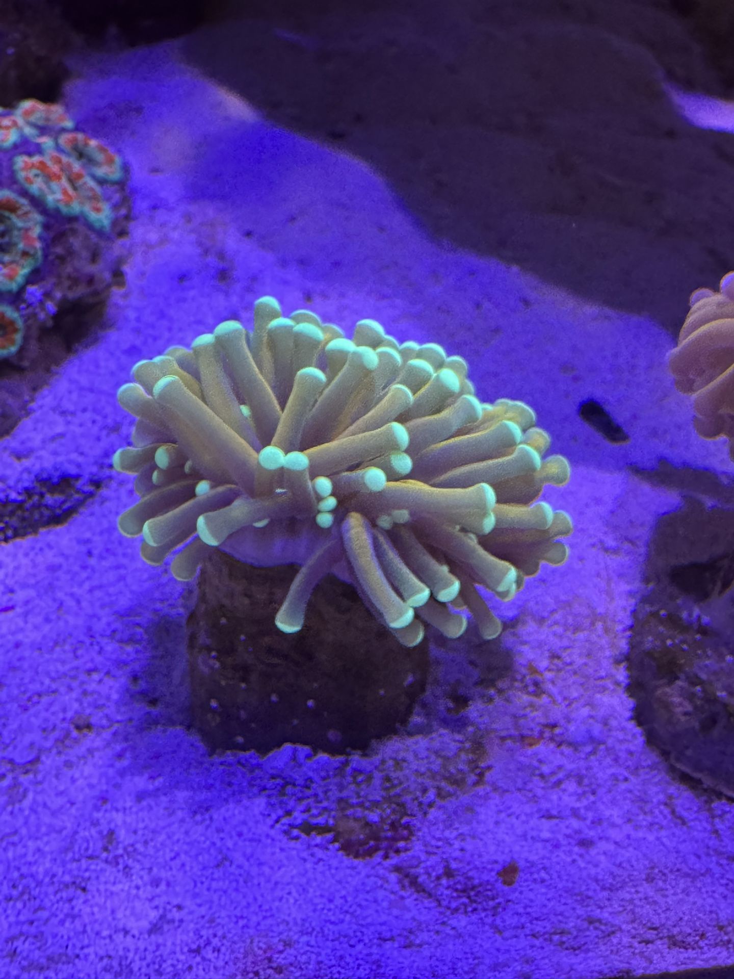 Artificial Indo Gold Torch