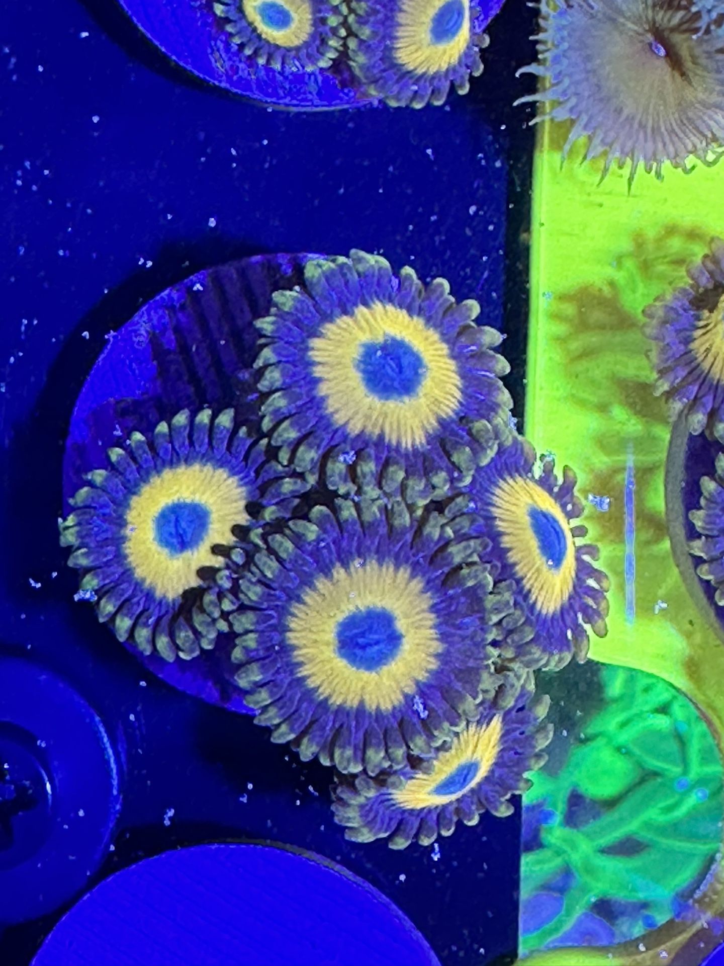 Ultra Bright Scrambled Eggs Zoas