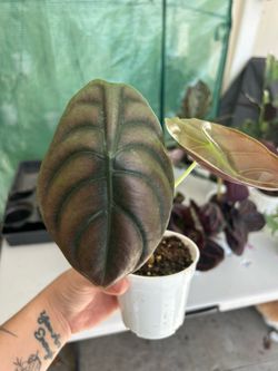 Alocasia Cuprea ‘Red Secret’