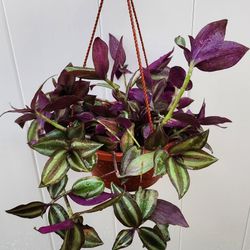 Hanging Plant 🪴  (Wandering Jew) 