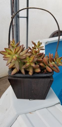 Suculent natural plant