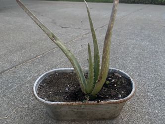 Aloe Vera plant