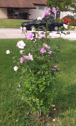 Mix double rose of Sharon flower seeds