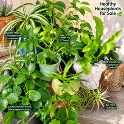 Assorted 4" house plants, priced separately Birdnest fern, Spider plant, Chinese money plant & more