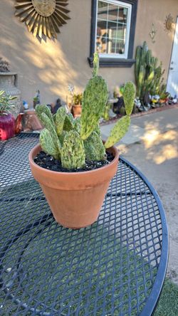 SUNBURST OPUNTIA VARIEGATED