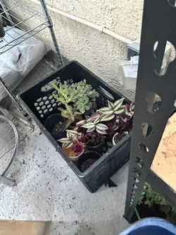 All Plants Must Go ! Cheap Plants !