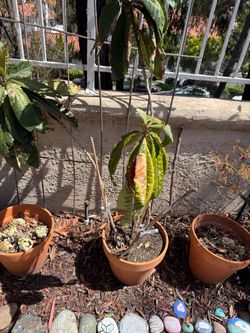 Free Pots (must pick up today)