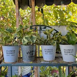 Shade Plant    $12 each Pot 