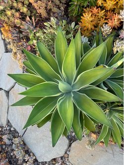 Variegated Foxtail Agave ‘Ray of Light’ - 3 Sizes - Cut Fresh at Pickup