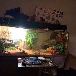 Bearded Dragon Tank
