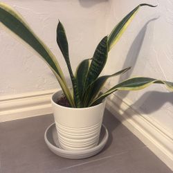Snake Plant