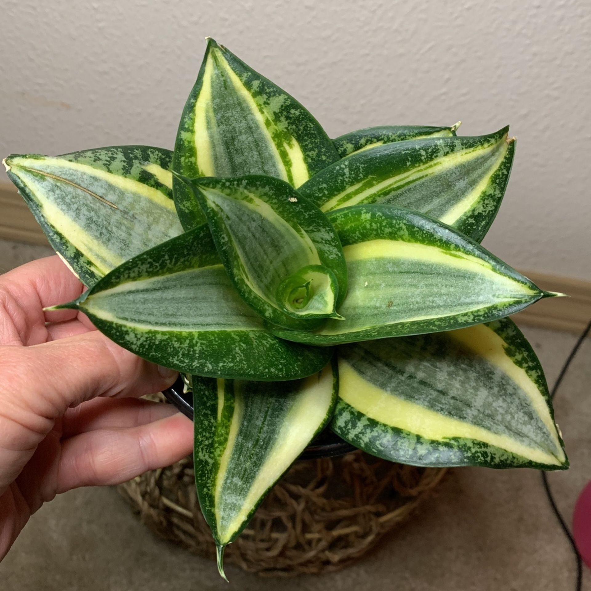 Birdsnest Snake Plant Sansiveria Low Light 